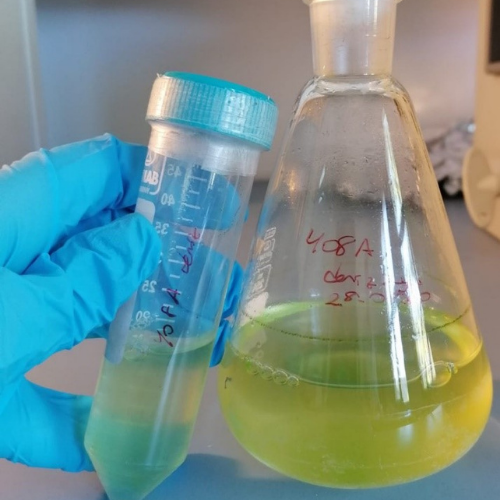 Chlorella Kültürü ve Yetiştirme Ortamı